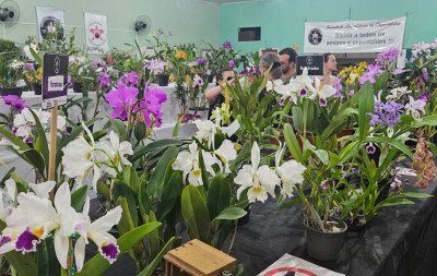 Coloridas e perfumadas, exposição de orquídeas encanta o público