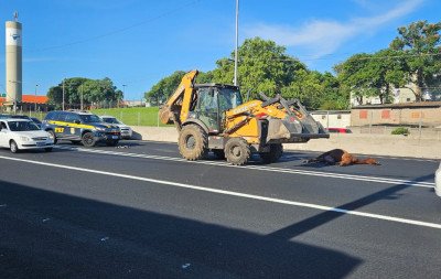 BR-116: Acidente com cavalo causa bloqueio de faixa próximo ao Zoo