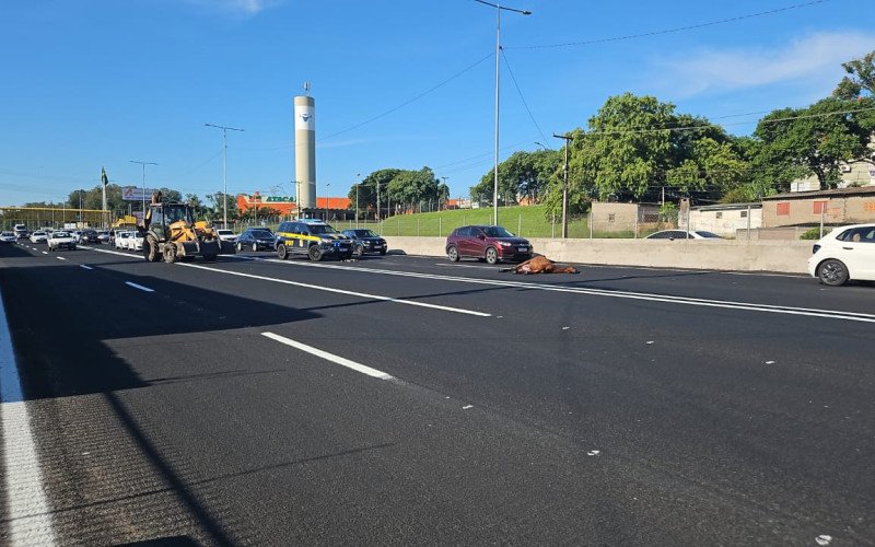 Acidente com colisão entre veículo e cavalo na pista central da BR-116 em Sapucaia do Sul (próximo ao Zoo de Sapucaia, no Km 252, sentido interior-capital)