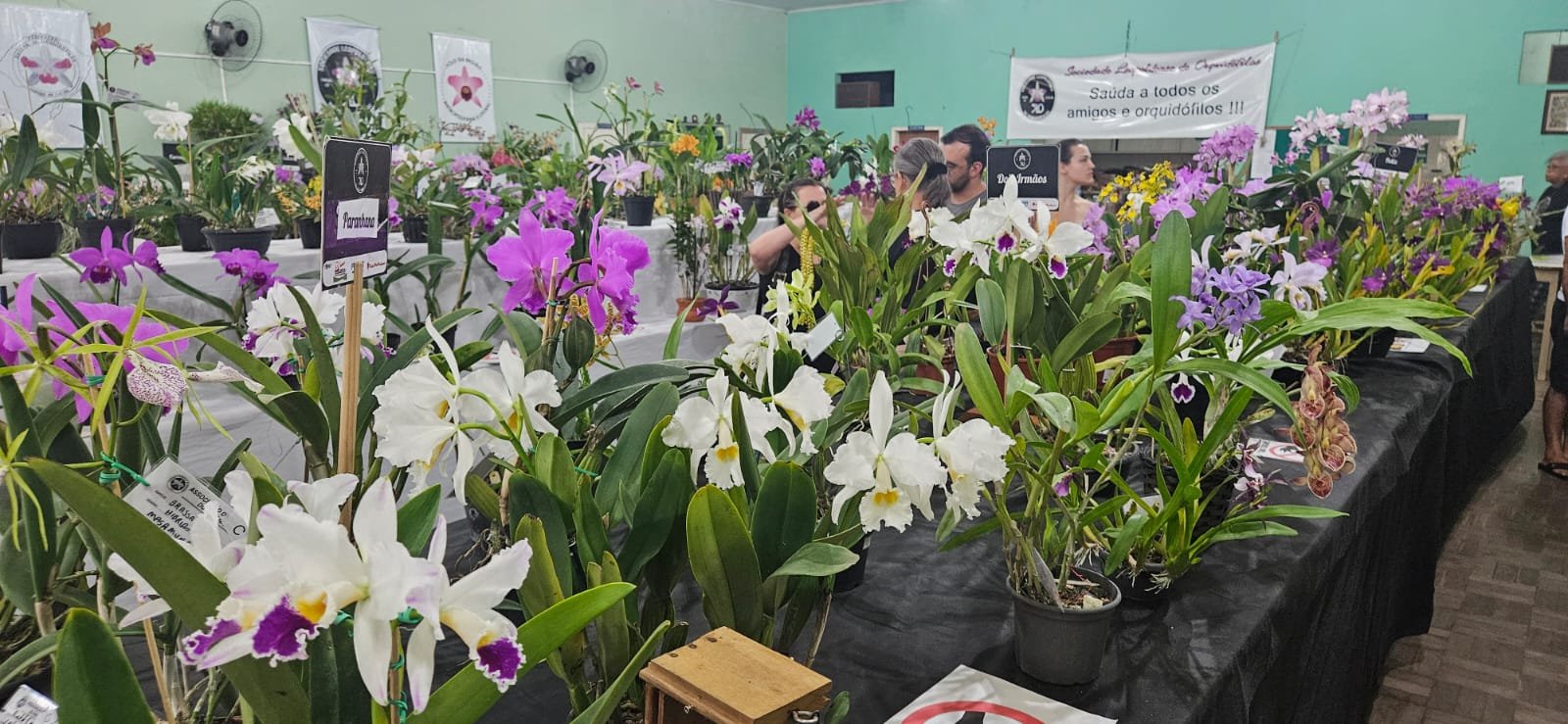 Coloridas e perfumadas, exposi&ccedil;&atilde;o de orqu&iacute;deas encanta o p&uacute;blico