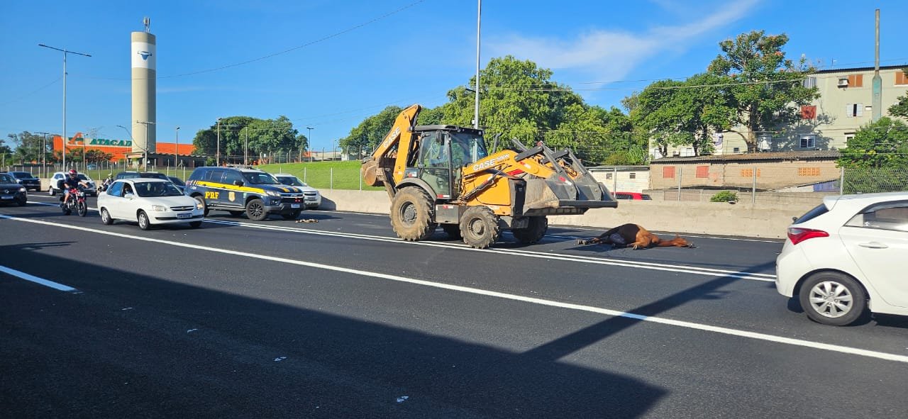 BR-116: Acidente com cavalo causa bloqueio de faixa pr&oacute;ximo ao Zoo