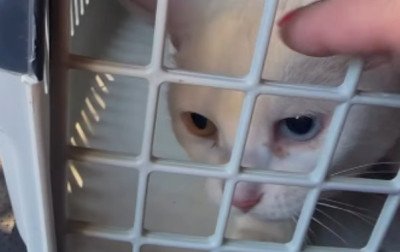 Corretora esquartejada em SC: O que se sabe sobre a gata e a cachorra que fugiram após a morte da dona