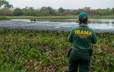 Fiscais do Ibama são atacados a tiros em emboscada no Amazonas