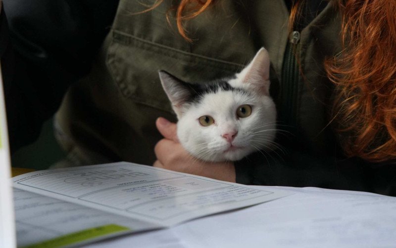 Nova Santa Rita promove Ecopet no Olmiro com ações de cuidado animal e educação ambiental | abc+