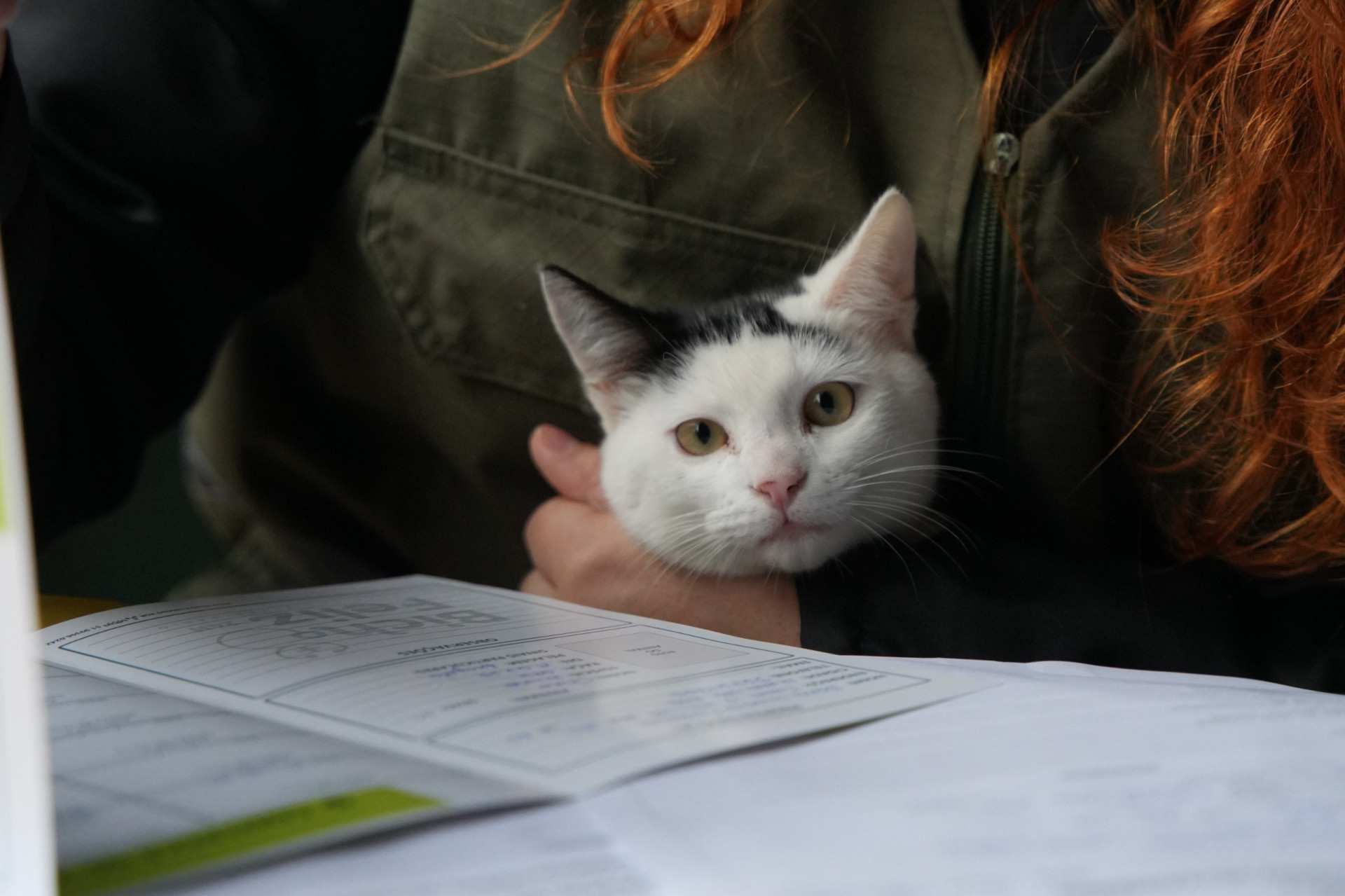 Nova Santa Rita promove a&ccedil;&otilde;es de cuidado animal e educa&ccedil;&atilde;o ambiental neste s&aacute;bado