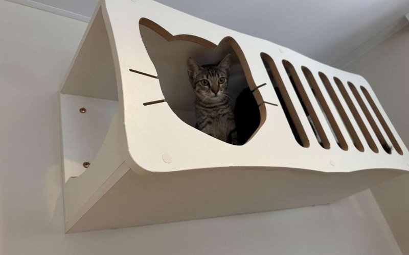 Cat café reúne negócios e causa animal | abc+