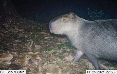 Capivara é agredida a pauladas no Rio de Janeiro