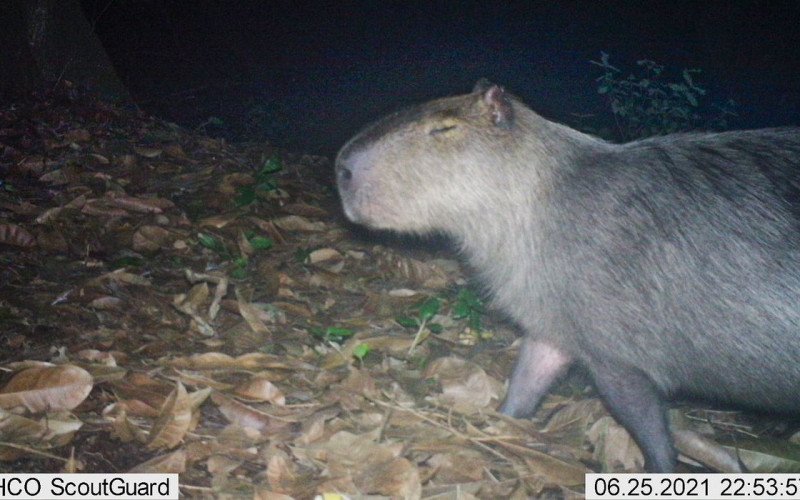 Capivara é agredida na zona norte do Rio e autores são presos | abc+