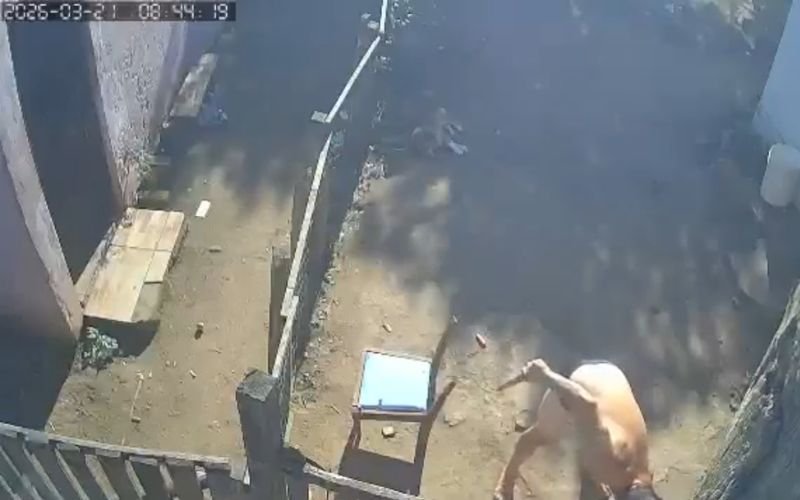 Homem é preso por matar cachorra a facadas no Sul gaúcho
