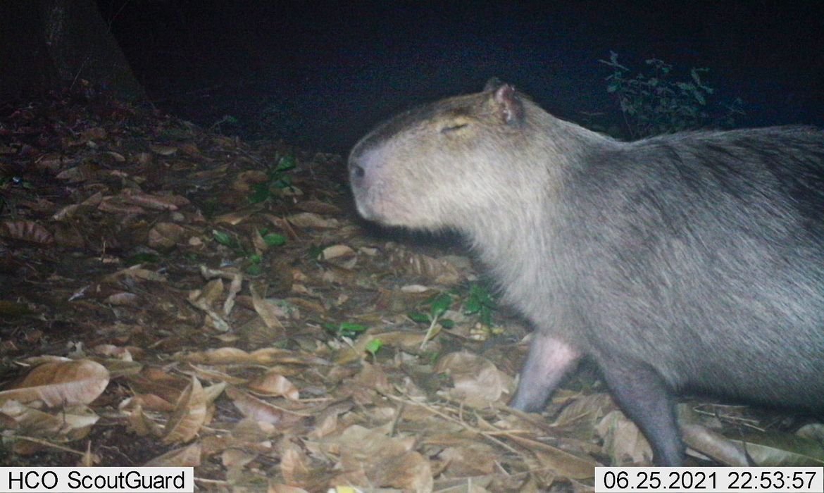 Capivara &eacute; agredida a pauladas no Rio de Janeiro