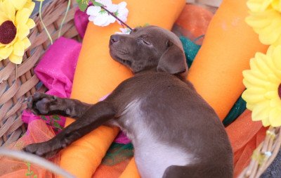 Cempra participa da programação da Páscoa em Canela com espaço para adoção de cães e gatos