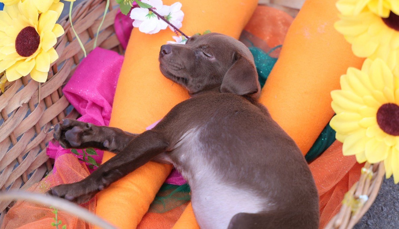 Cempra participa da programação da Páscoa em Canela com espaço para adoção de cães e gatos