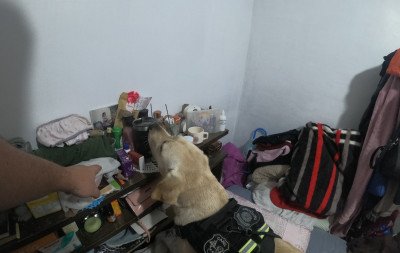 Cão farejador é usado em operação contra traficantes em conjunto habitacional em Portão