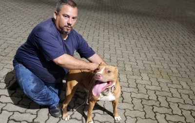 Cão da raça pitbull é resgatado em Taquara