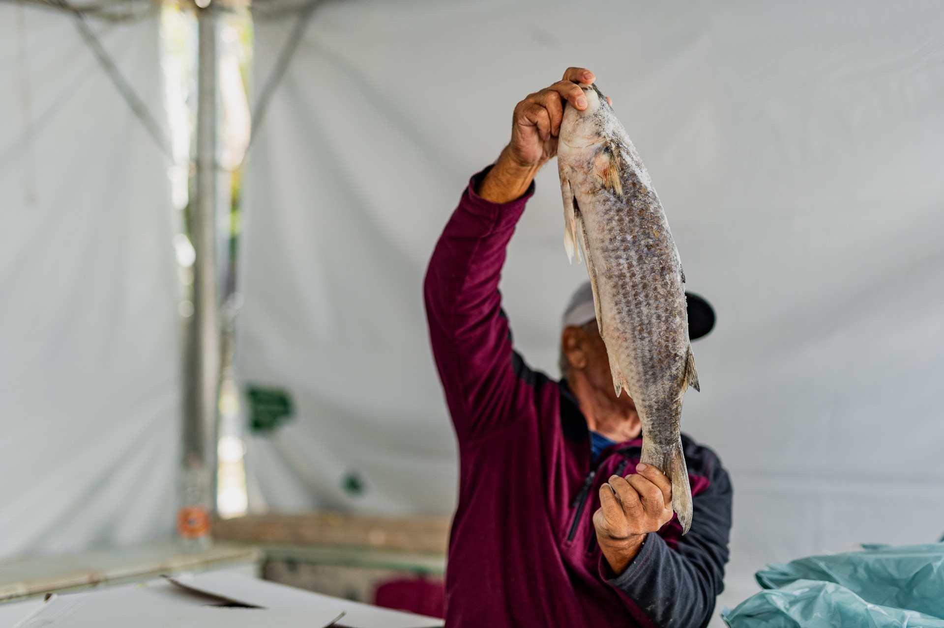 Feira do Peixe come&ccedil;a nesta ter&ccedil;a-feira em cinco bairros de Canoas