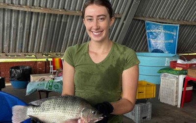 Vai comprar peixe para a Sexta-feira Santa? Confira as feiras da região e os preços por espécie