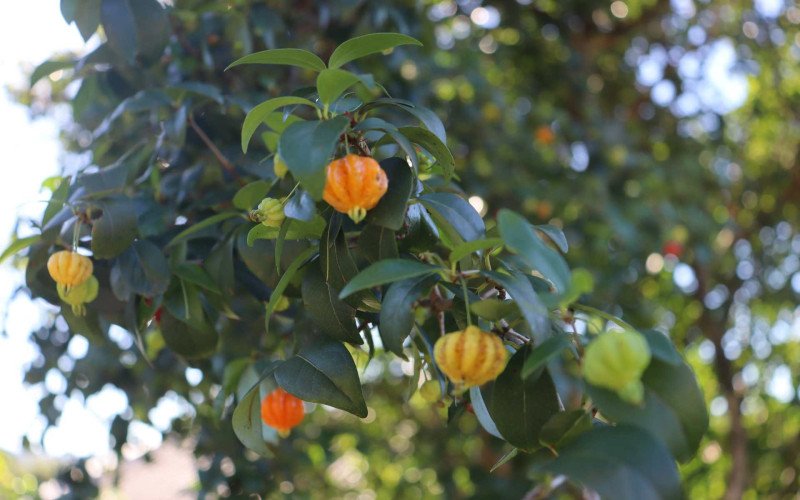 Bergamota amarela est&aacute; entre as op&ccedil;&otilde;es das &aacute;rvores frut&iacute;feras de Fl&aacute;vio