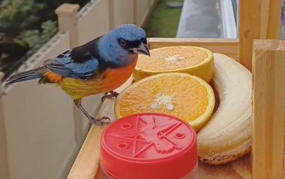 O "restaurante para passarinhos" em Canoas que viralizou nas redes sociais