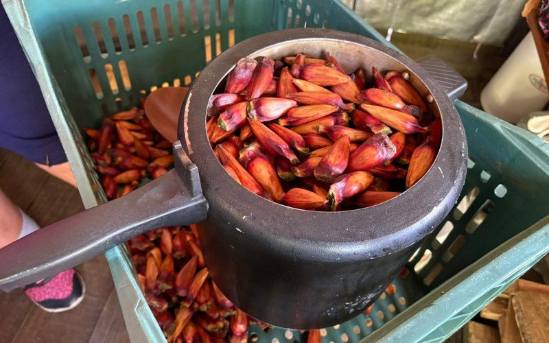 Venda do pinhão já é permitida por lei estadual