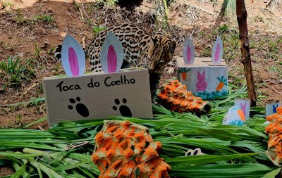 Espeto e cenoura recheada com peixes: Animais do Zoo de Gramado entram no clima de Páscoa