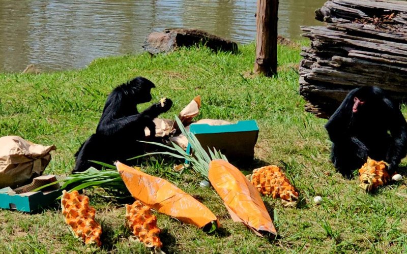 Macacas-aranha receberam caixas de ovos imitando cenouras e ovos gigantes 