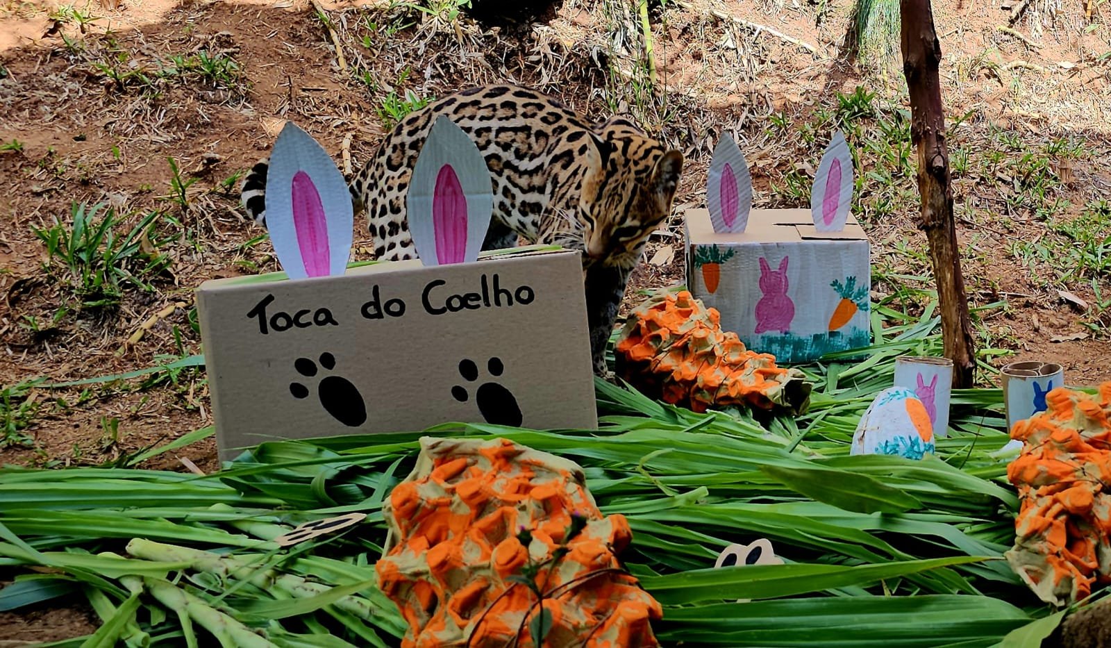 Espeto e cenoura recheada com peixes: Animais do Zoo de Gramado entram no clima de P&aacute;scoa