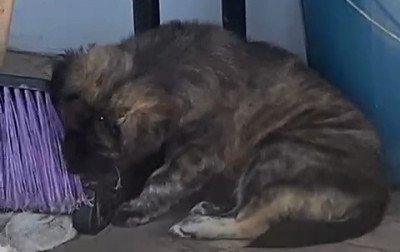 Imagens de arquivo mostram relação da cachorrinha com a família
