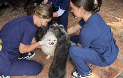 Cães resgatados em Novo Hamburgo são imunizados em projeto da Feevale