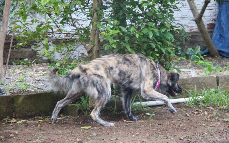 Princesa parece ter encontrado seu lar em Sapiranga