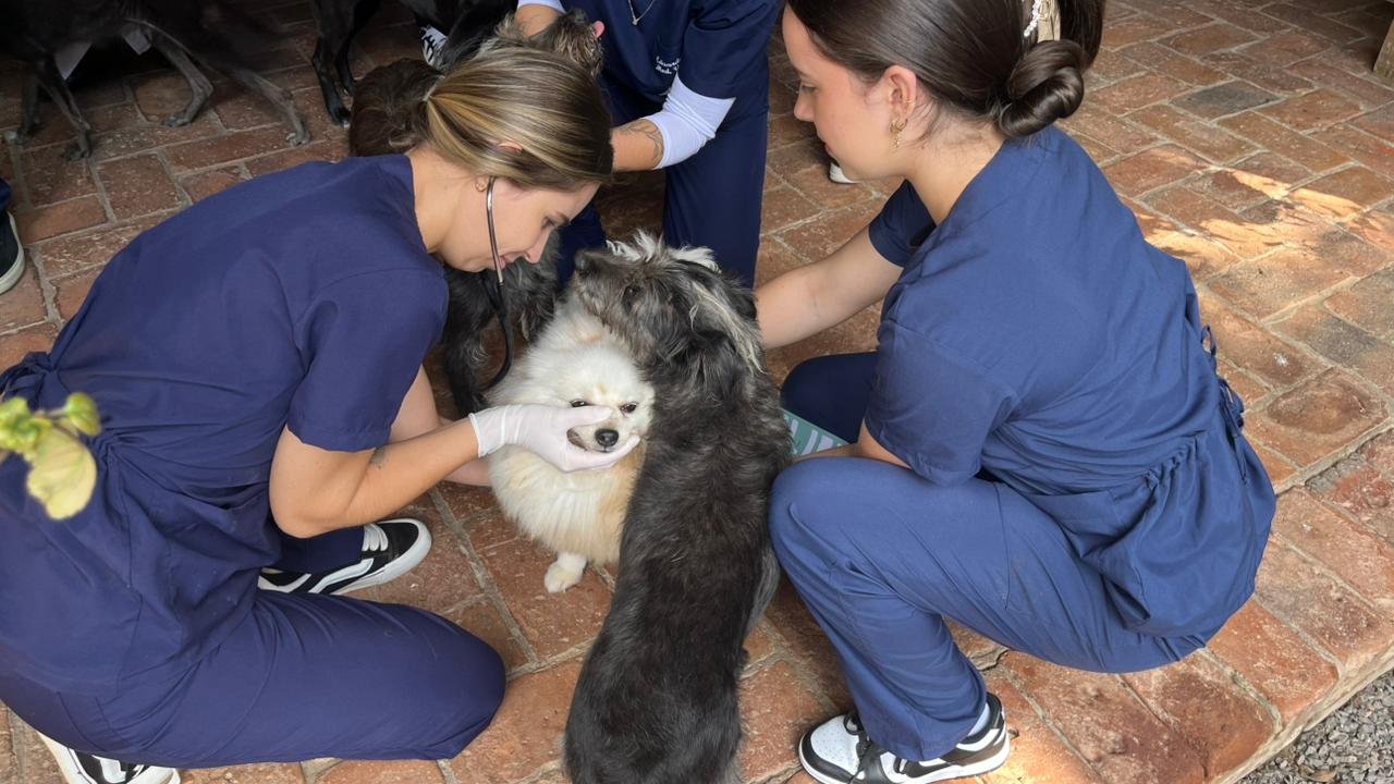 Cães resgatados em Novo Hamburgo são imunizados em projeto da Feevale