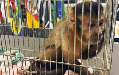 "Nome dele é César": Macaco-prego é resgatado em operação contra quadrilha liderada por bandido preso