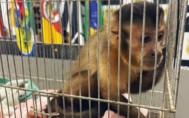 “Nome dele é César”: Macaco-prego é resgatado em operação contra quadrilha liderada por bandido preso