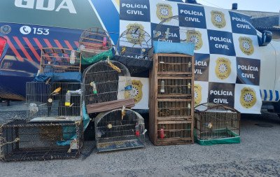 Treze aves silvestres são resgatadas em condições de maus-tratos em São Leopoldo