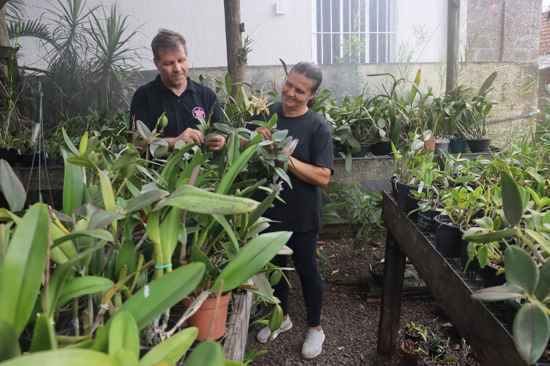 Amor que floresce: casal transforma cultivo de orquídeas em estilo de vida
