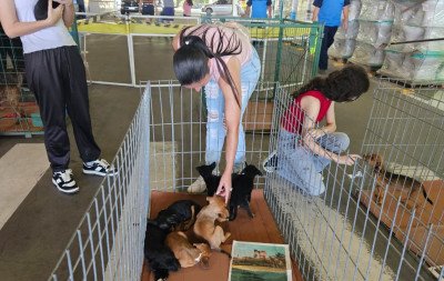 Espaço de adoção de cães e gatos encontrou novo lar para 37 animais