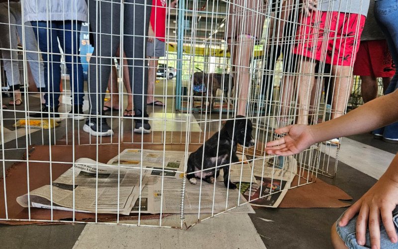 Espaço de adoção deste sábado (11) encontrou novo lar para 37 animais