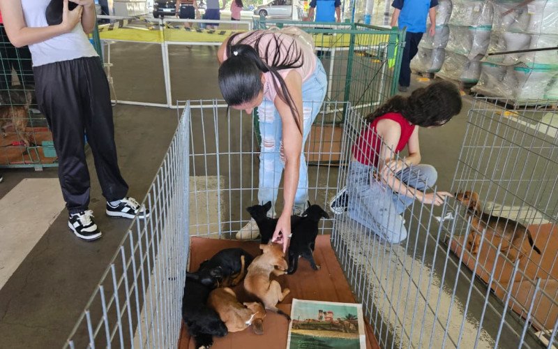 37 animais ganharam novo lar no espaço de adoção da Sempa e Leroy Merlin