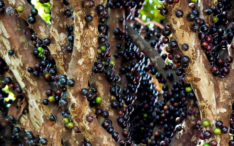Jabuticaba | abc+