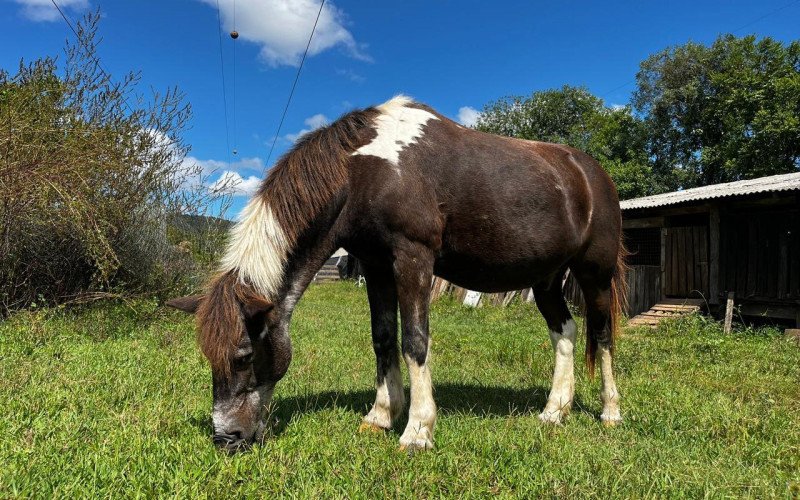 Unicórcio, adotado no ano passado, vive em Lomba Grande