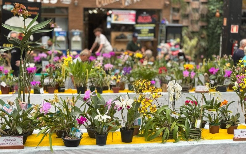 Exposição Regional de Orquídeas | abc+