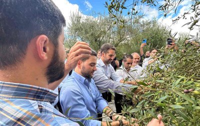 RS projeta produzir mais de 800 mil litros de azeite de oliva extravirgem