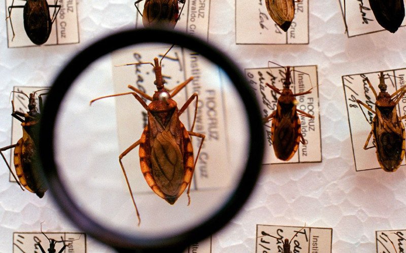 Saúde anuncia R$ 12 milhões para enfrentamento da doença de Chagas | abc+