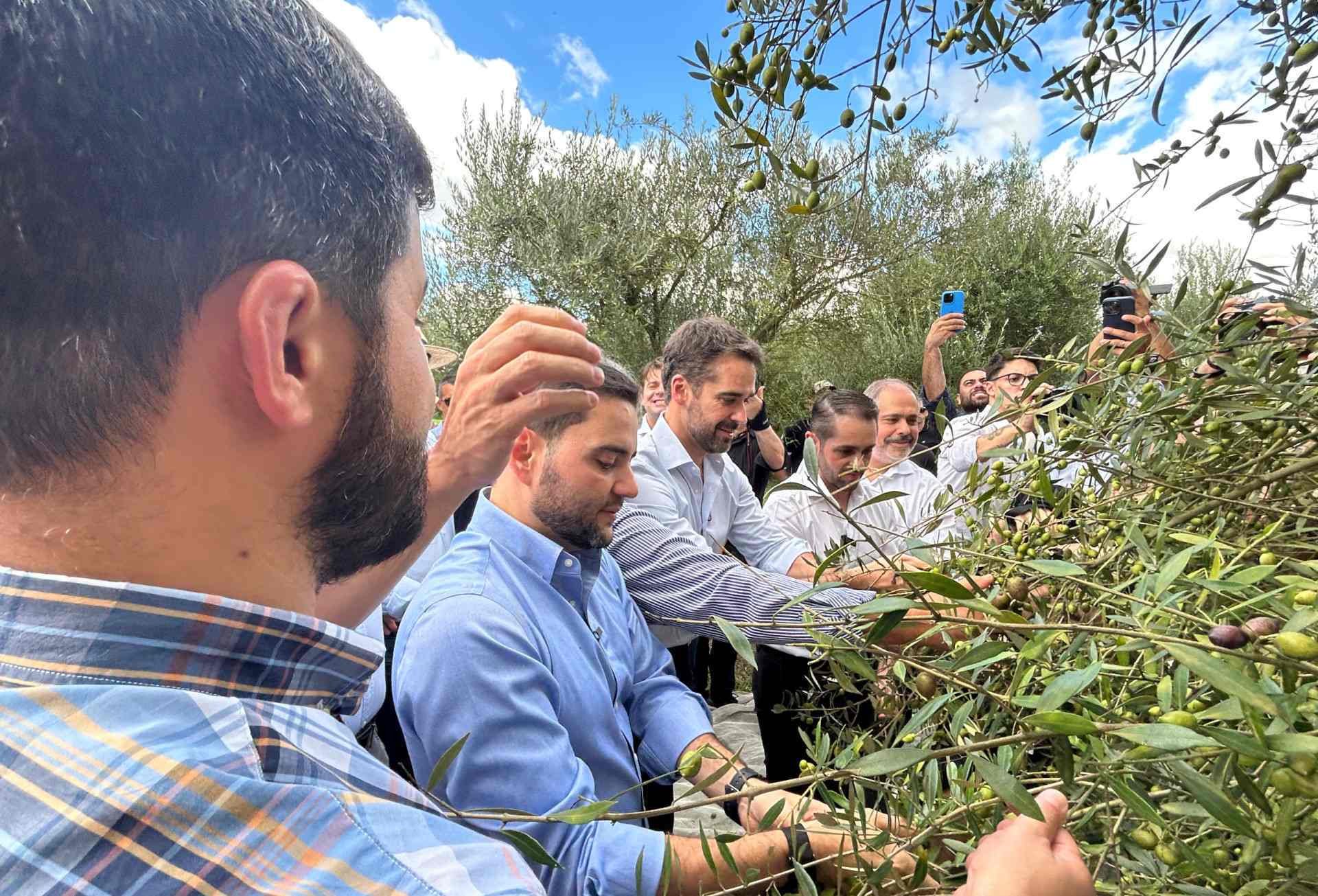 RS projeta produzir mais de 800 mil litros de azeite de oliva extravirgem