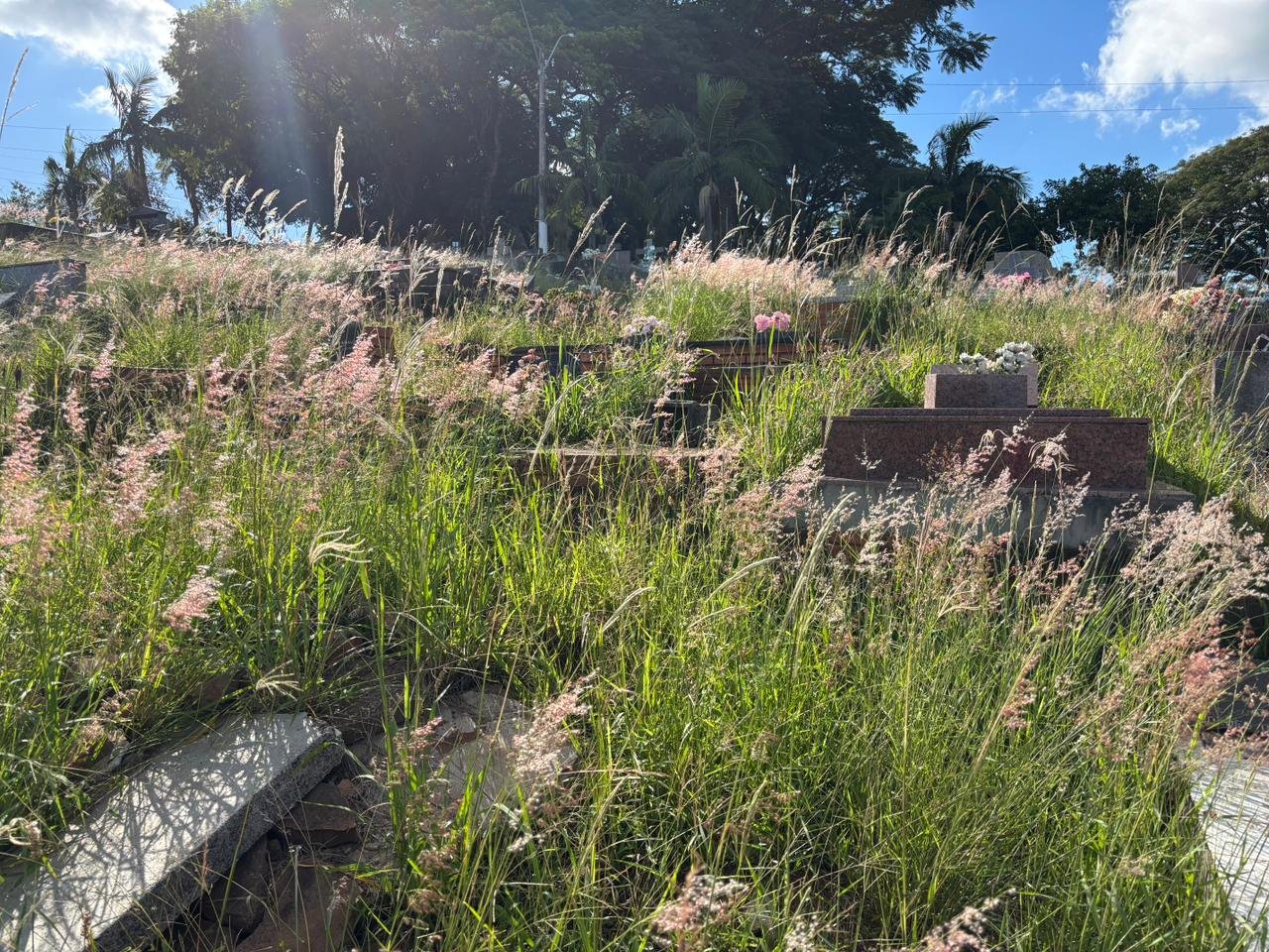 &ldquo;Eu fui tentar arrancar o mato e saiu bicho correndo&rdquo;: Situa&ccedil;&atilde;o no Cemit&eacute;rio Municipal gera insatisfa&ccedil;&atilde;o e impede acesso de visitantes