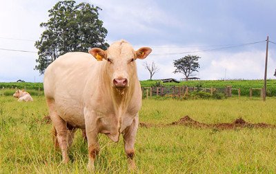 Brasil pode deixar de exportar carne para a União Europeia após ficar fora de lista sobre antimicrobianos