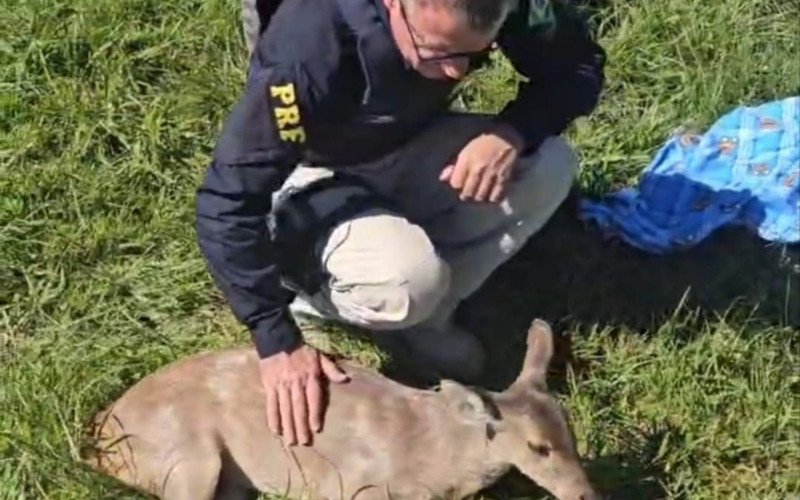 Veado-catingueiro é resgatado às margens da BR-285, em Vacaria | abc+