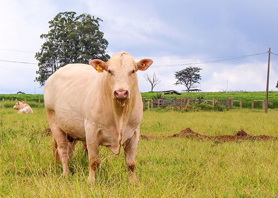 Brasil pode deixar de exportar carne para a União Europeia após ficar fora de lista sobre antimicrobianos