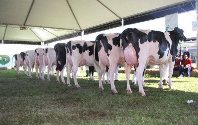 Pecuária leiteira leva potenciais e desafios à pista da Expoleite
