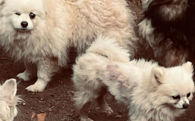 Pets estavam em instalações inadequadas e sem comida