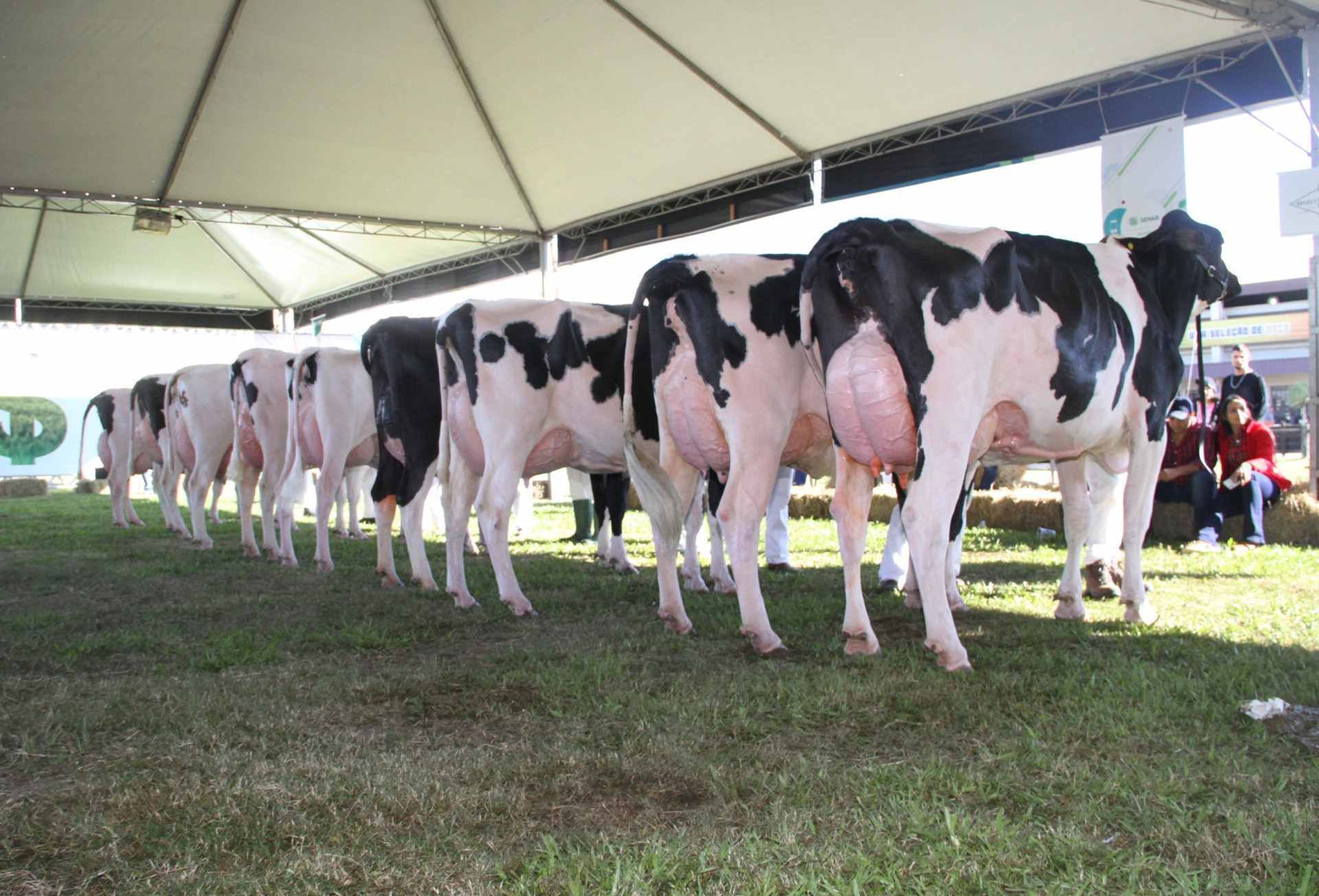 Pecu&aacute;ria leiteira leva potenciais e desafios &agrave; pista da Expoleite